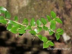 Damnacanthus indicus