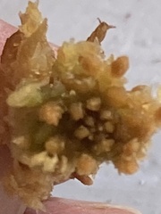 Sphagnum austinii