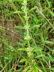 Leucas neuflizeana