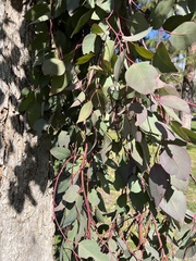 Eucalyptus polyanthemos