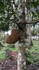 Artocarpus heterophyllus