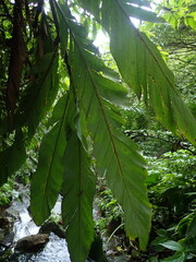 Alpinia uraiensis