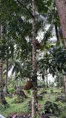 Artocarpus heterophyllus