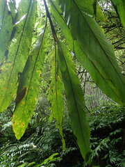 Alpinia uraiensis