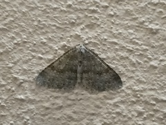 Colostygia multistrigaria