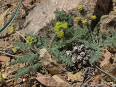 Lomatium foeniculaceum fimbriatum
