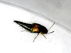 Tachyporus hypnorum