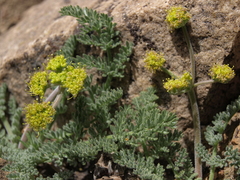 Lomatium foeniculaceum fimbriatum