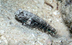 Cryptocentrus caeruleomaculatus