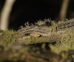 Chrysolarentia correlata