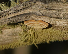 Chrysolarentia correlata