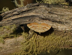Chrysolarentia correlata