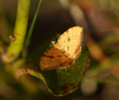 Chrysolarentia polyxantha