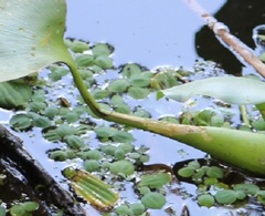 Niphograpta albiguttalis