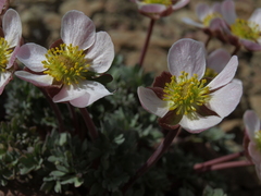 Ranunculus andersonii