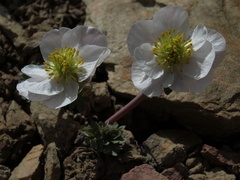 Ranunculus andersonii