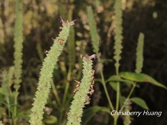 Comanthosphace formosana