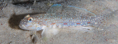 Istigobius rigilius