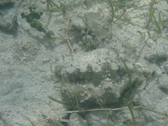 Hippopus hippopus