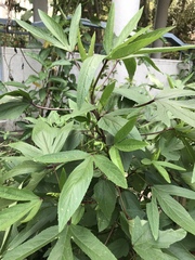 Hibiscus sabdariffa