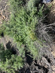 Sairocarpus nuttallianus