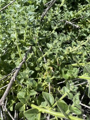 Sairocarpus nuttallianus