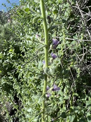 Sairocarpus nuttallianus
