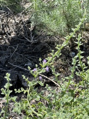 Sairocarpus nuttallianus