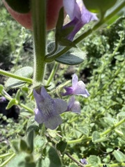Sairocarpus nuttallianus