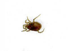 Parasitiformes
