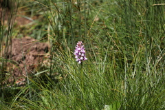 Dactylorhiza maculata