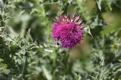 Zygaena lonicerae