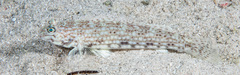 Istigobius decoratus