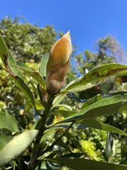 Machilus