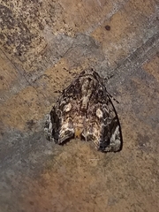 Drobeta