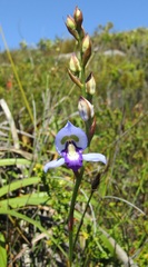 Disa graminifolia