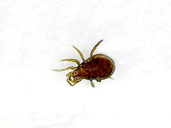 Parasitiformes