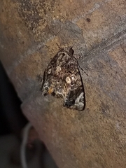 Drobeta