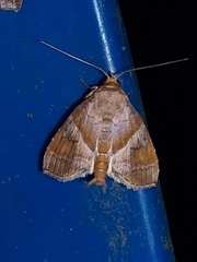 Cecharismena josealis