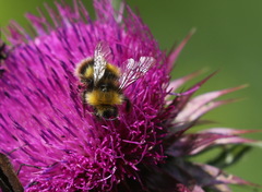 Bombus soroeensis