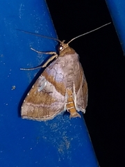 Cecharismena josealis