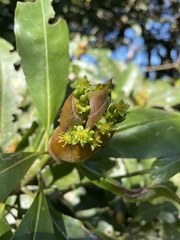 Machilus