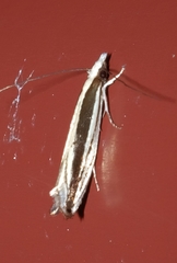 Erechthias stilbella