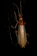 Thelyphassa lineata