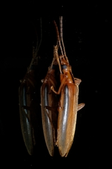 Thelyphassa lineata