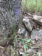 Platostoma longicorne