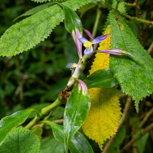 Coleotrype madagascarica (Coleotrype madagascarica)