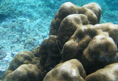 Poritidae
