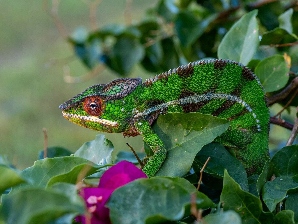 Panther Chameleon (Furcifer pardalis)