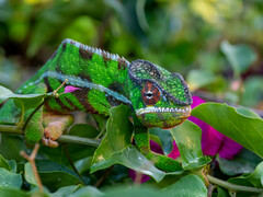 Furcifer pardalis